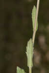 Oakleaf fleabane